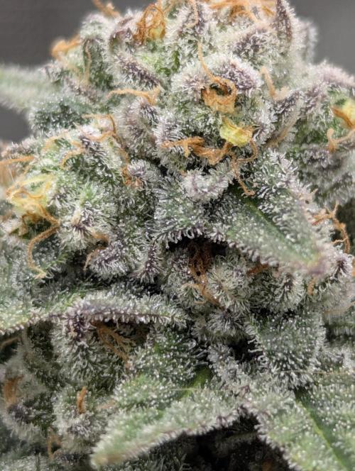 Mental Rainbow FF - Sweet Seeds. Week 11