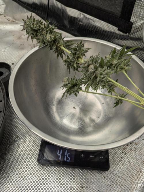 Mental Rainbow FF - Sweet Seeds. Week 11