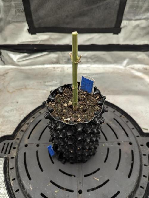 Mental Rainbow FF - Sweet Seeds. Week 11