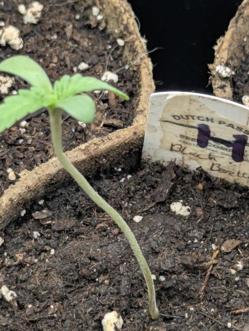 Black Beretta - Cipher Genetics. Week 0
