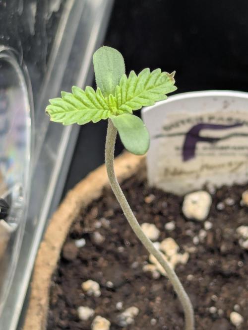 New Money - Compound Genetics. Week 0