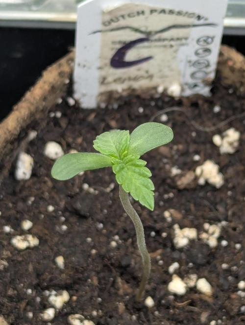 Lemonessence - Doja. Week 0