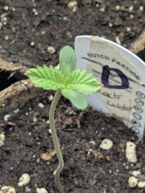 Black Lobster - Cipher Genetics. Week 0