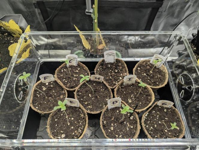 Zorroz v2 - Nine Weeks Harvest. Week 0