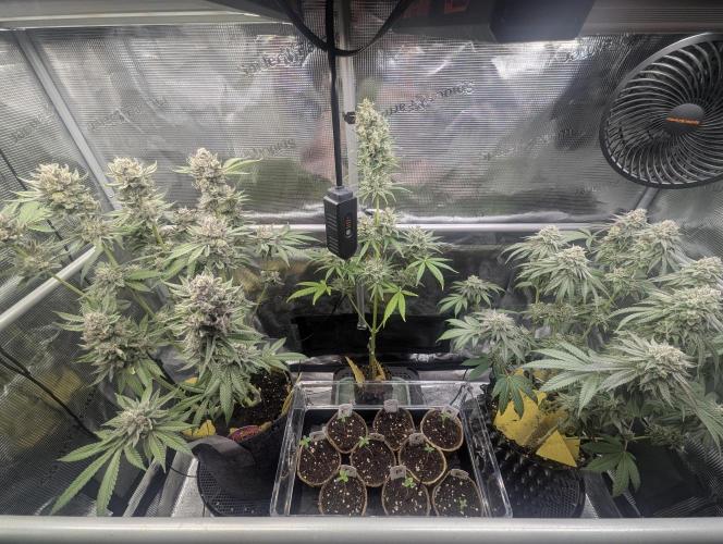 Zorroz v2 - Nine Weeks Harvest. Week 0