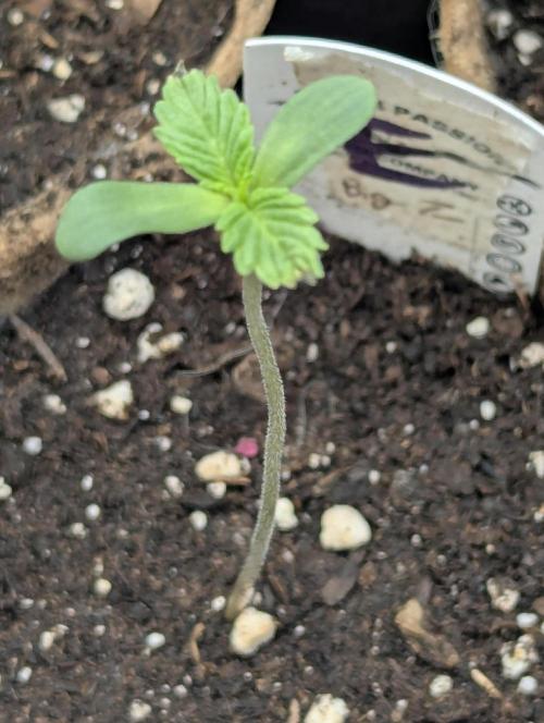 Big Z - Wizard Trees. Week 0