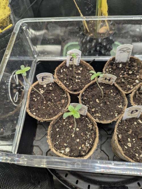 Big Z - Wizard Trees. Week 0