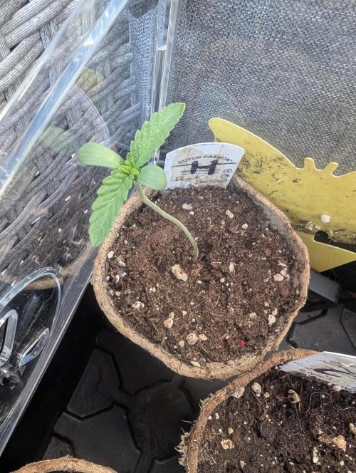 Black Beretta - Cipher Genetics. Week 0