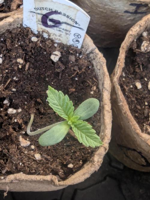 Grow Tent 3x3x6 (90cm x 90cm x 180cm). Week 0