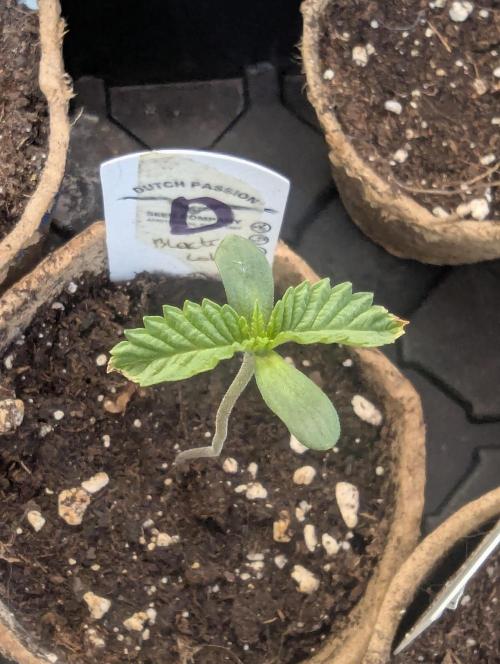 Black Lobster - Cipher Genetics. Week 0