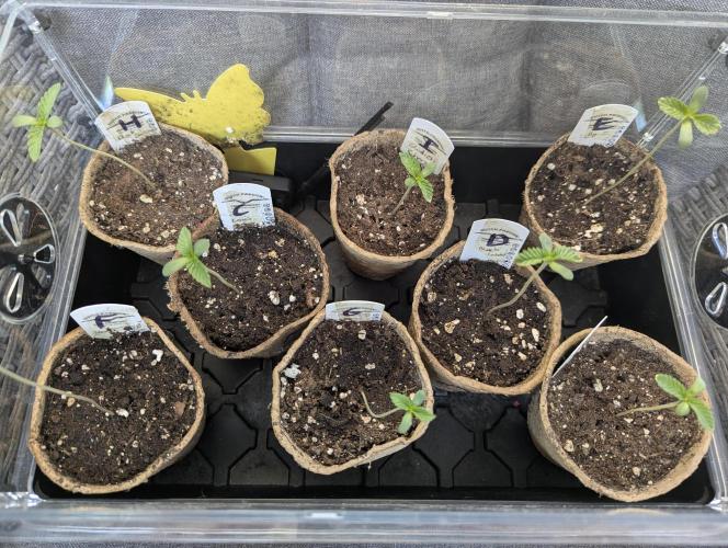 Black Lobster - Cipher Genetics. Week 0