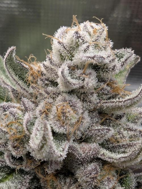 Gary Patron - Nine Weeks Harvest. Week 12