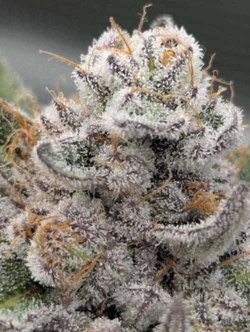 Gary Patron - Nine Weeks Harvest. Week 12