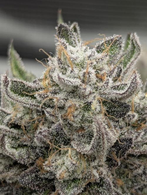 Gary Patron - Nine Weeks Harvest. Week 12