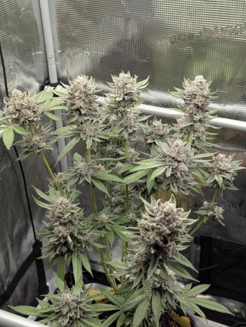 Gary Patron - Nine Weeks Harvest. Week 12