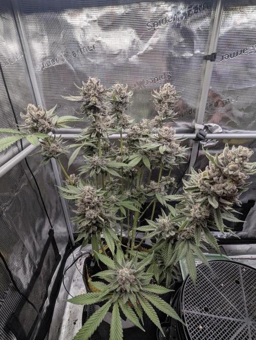 Gary Patron - Nine Weeks Harvest. Week 12