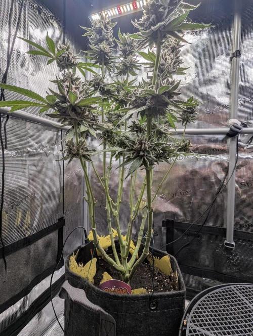 Gary Patron - Nine Weeks Harvest. Week 12