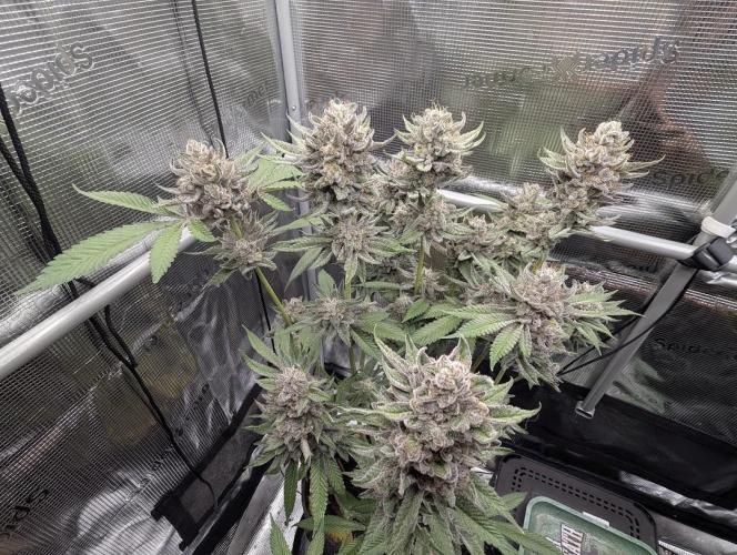 Gary Patron - Nine Weeks Harvest. Week 12