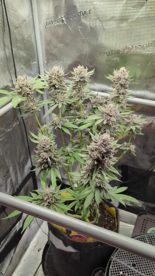 Gary Patron - Nine Weeks Harvest