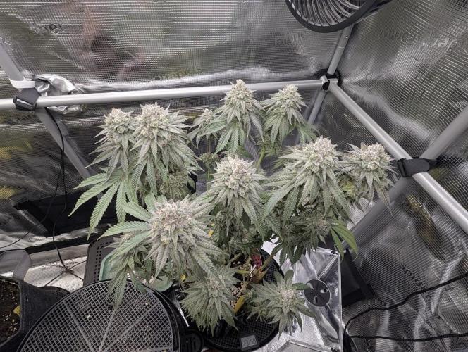 Glue 31 - Compound Genetics. Week 12