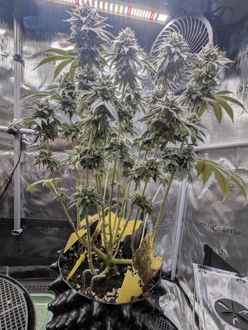 Glue 31 - Compound Genetics. Week 12