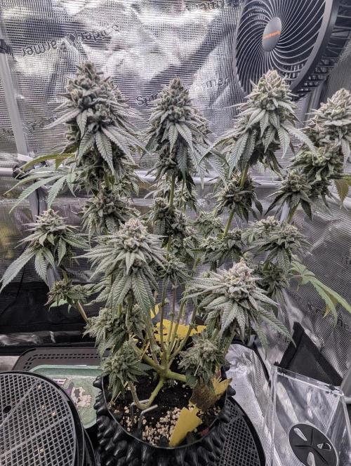 Glue 31 - Compound Genetics. Week 12