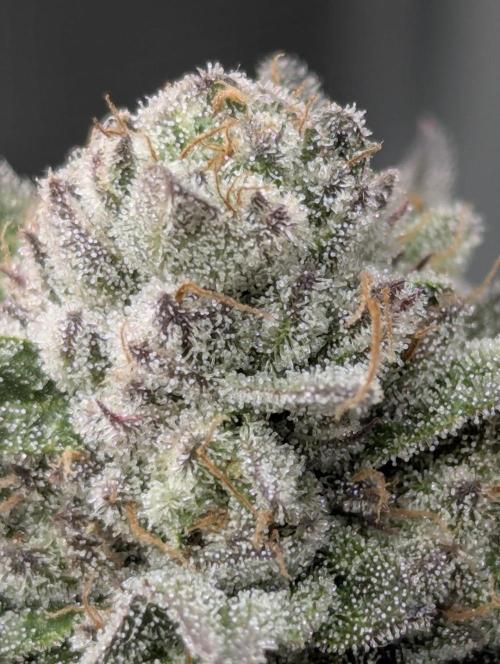 Glue 31 - Compound Genetics. Week 12