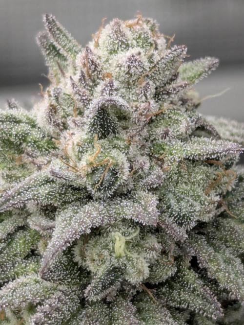 Glue 31 - Compound Genetics. Week 12