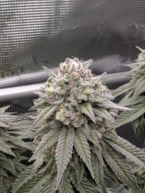 Glue 31 - Compound Genetics. Week 12