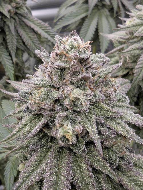 Glue 31 - Compound Genetics. Week 12
