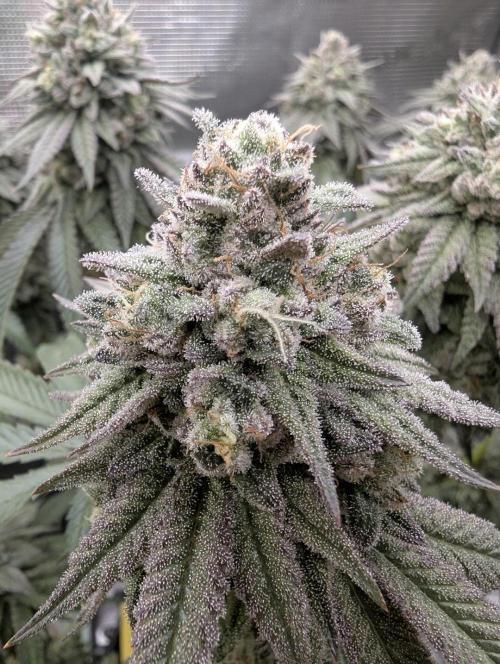 Glue 31 - Compound Genetics. Week 12