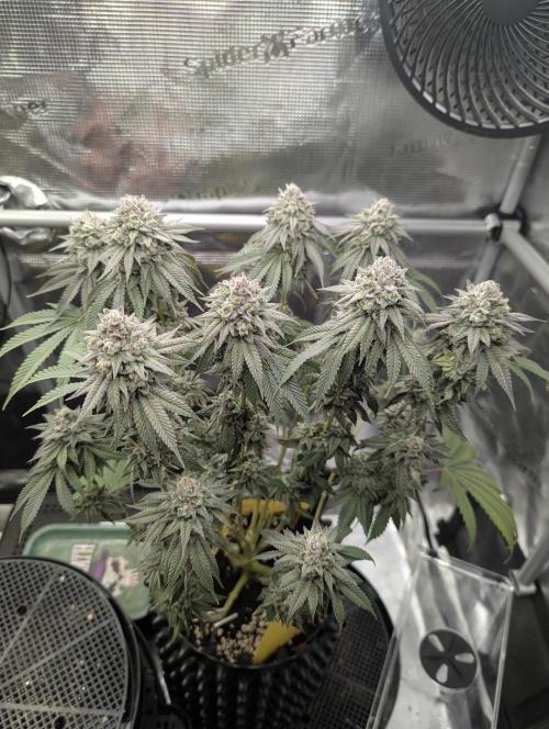 Glue 31 - Compound Genetics. Week 12