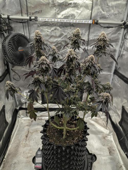 Potion - Wizard Trees. Week 13