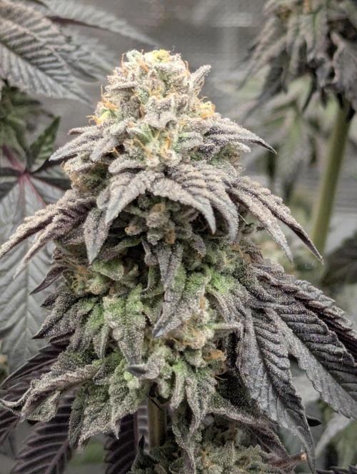 Potion - Wizard Trees. Week 13