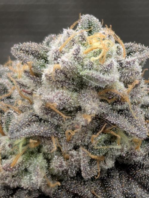Potion - Wizard Trees. Week 13