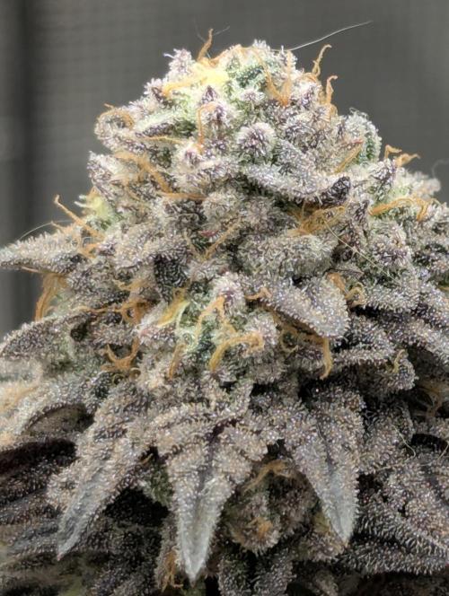 Potion - Wizard Trees. Week 13