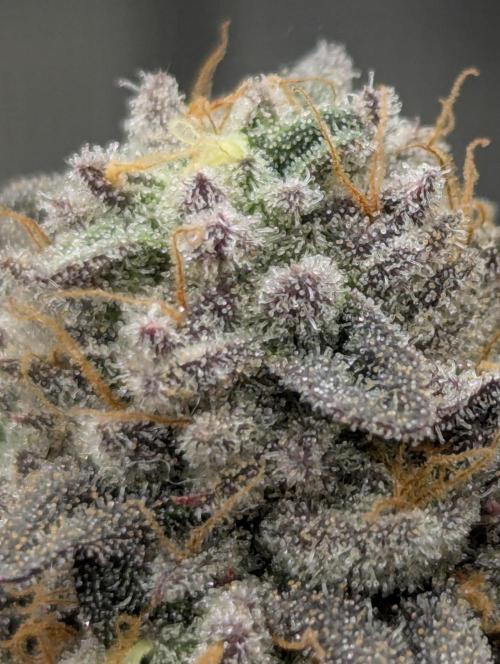 Potion - Wizard Trees. Week 13