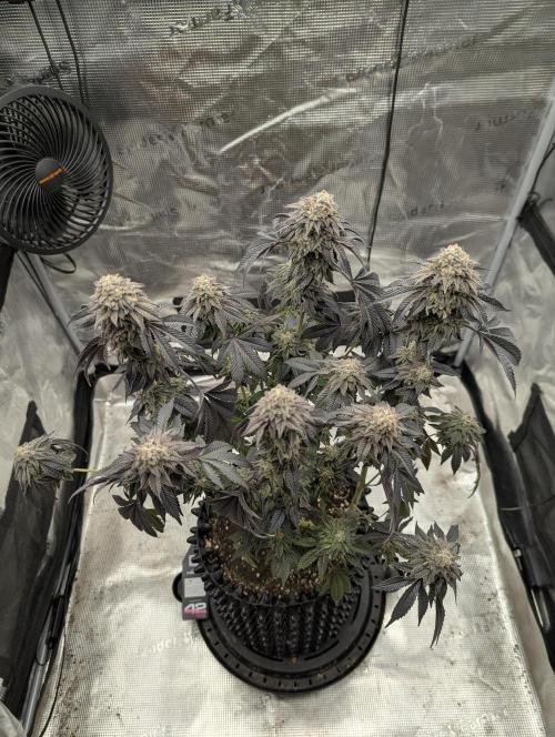 Potion - Wizard Trees. Week 13