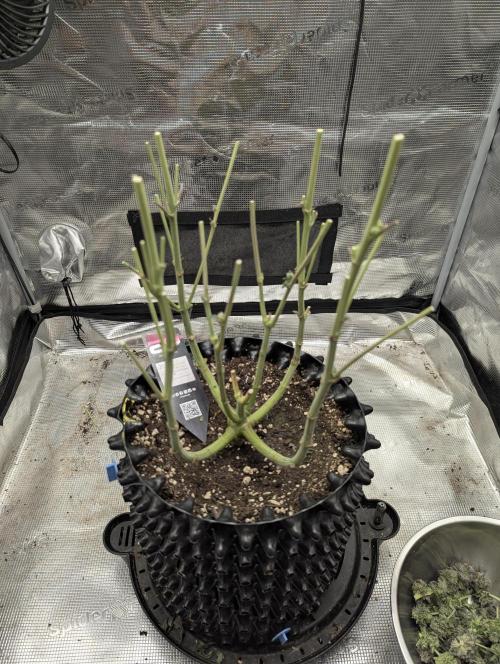 Potion - Wizard Trees. Week 13