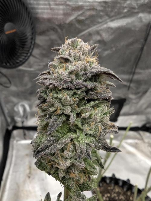 Potion - Wizard Trees. Week 13