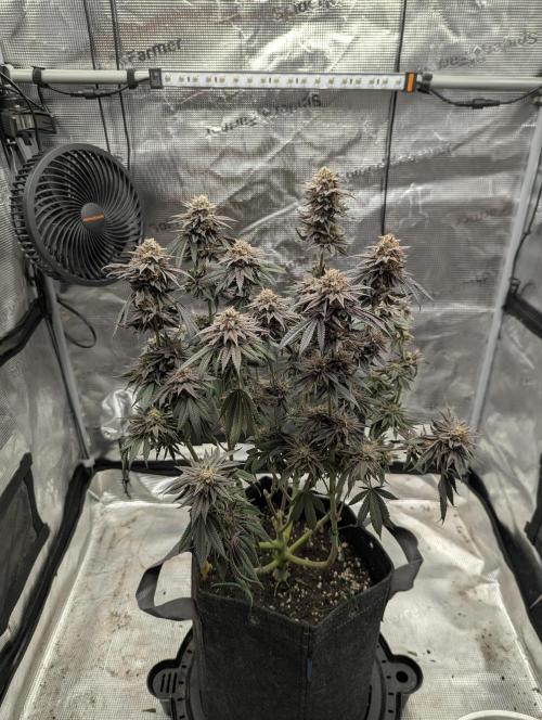 Grand Prixx - Wizard Trees. Week 13
