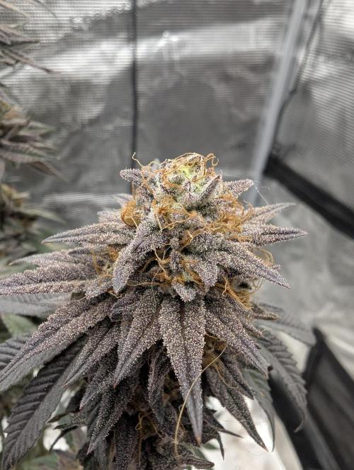 Grand Prixx - Wizard Trees. Week 13