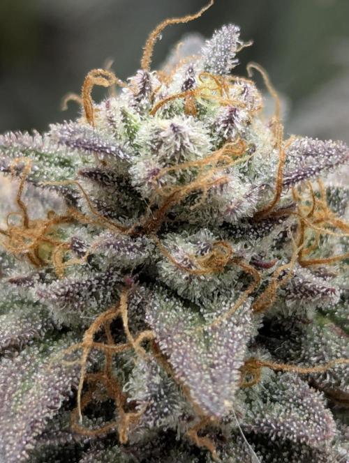 Grand Prixx - Wizard Trees. Week 13