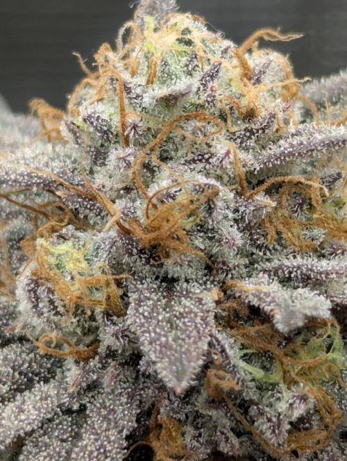 Grand Prixx - Wizard Trees. Week 13