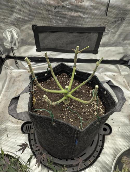 Grand Prixx - Wizard Trees. Week 13