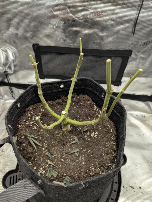 Night Ritual - Wizard Trees. Week 13