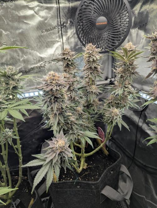 Night Ritual - Wizard Trees. Week 13