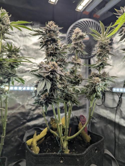 Night Ritual - Wizard Trees. Week 13