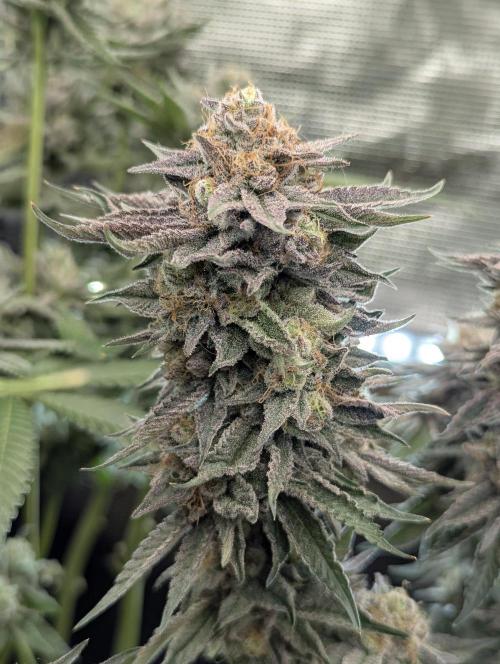 Night Ritual - Wizard Trees. Week 13