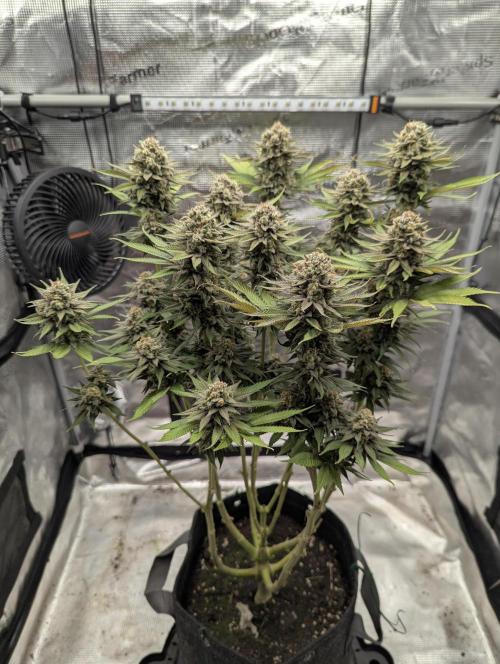 Holy Snow - Greenhouse Seed Co.. Week 13